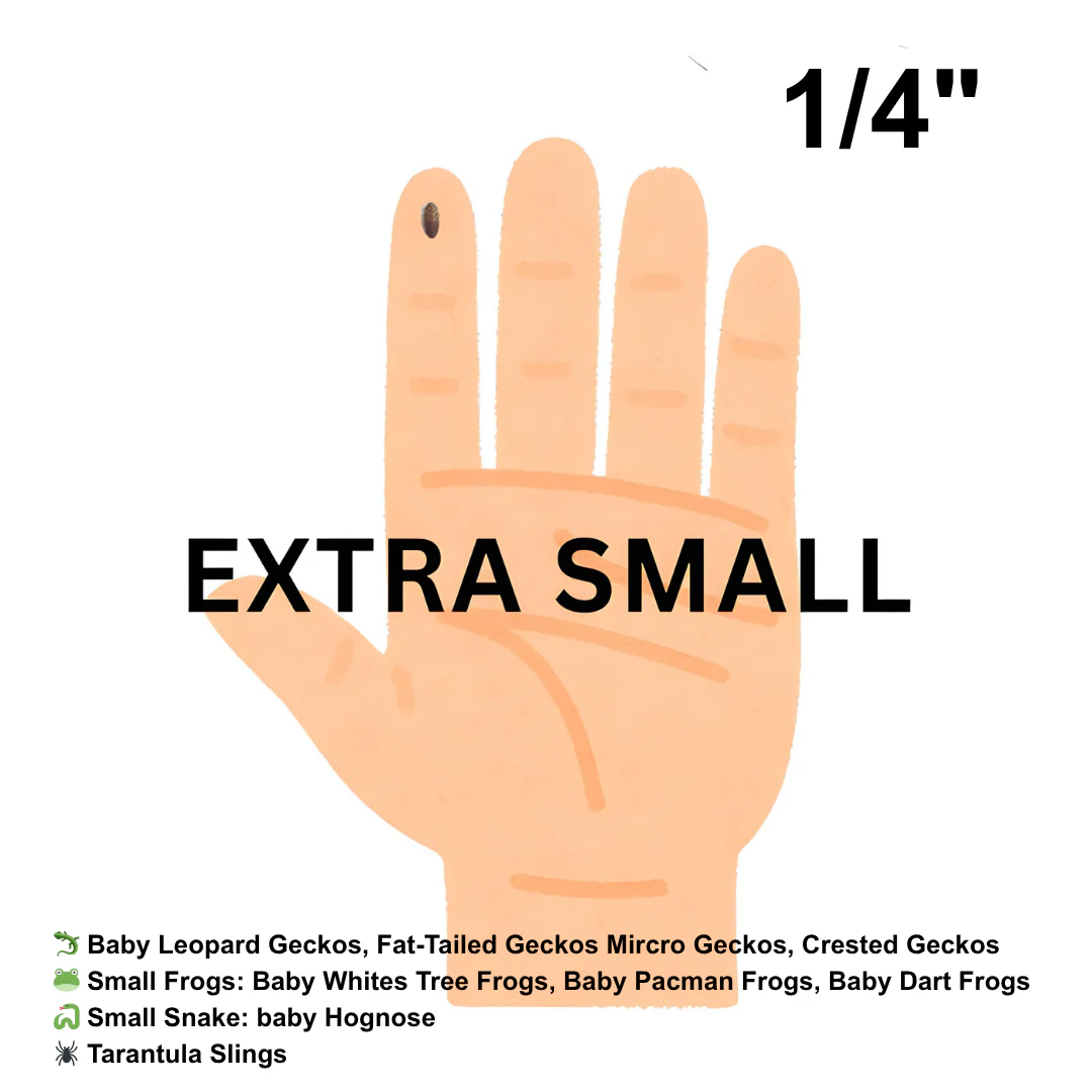 Dubia Roaches (Fed Organic Carrots & Banana) - Image 3