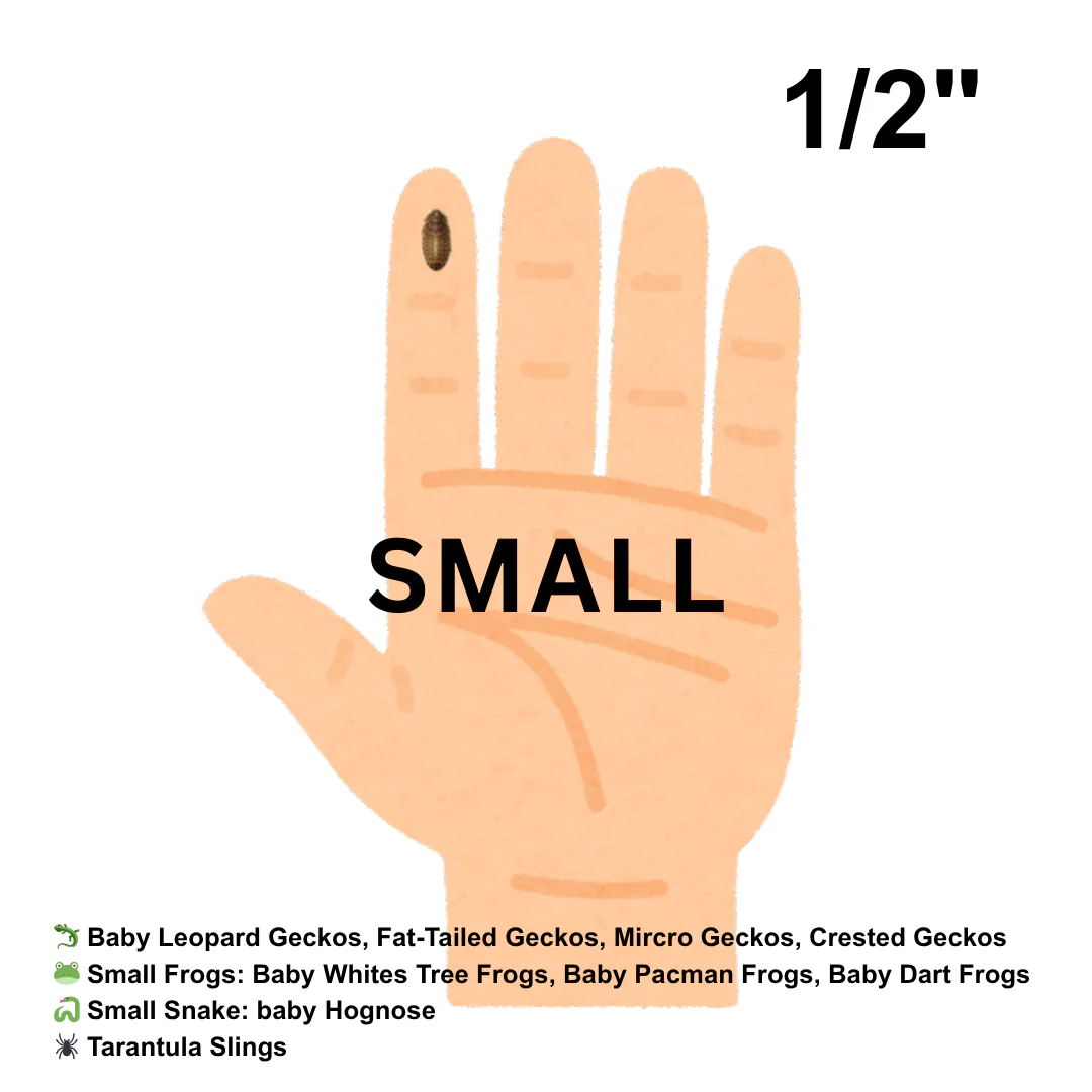 Dubia Roaches (Fed Organic Carrots & Banana) - Image 4