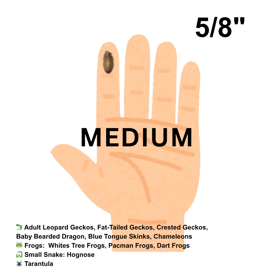 Dubia Roaches (Fed Organic Carrots & Banana) - Image 5