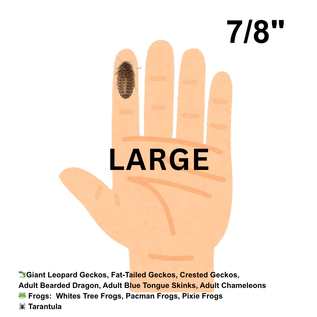 Dubia Roaches (Fed Organic Carrots & Banana) - Image 6