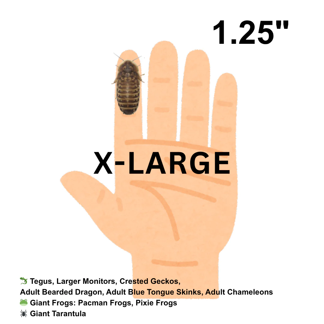 Dubia Roaches (Fed Organic Carrots & Banana) - Image 7