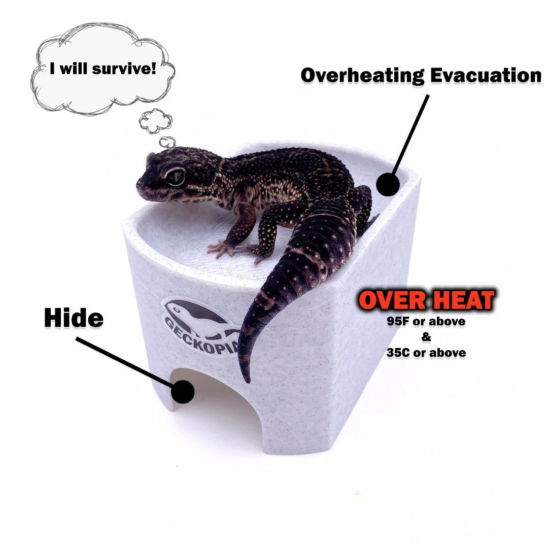 Gecko Place - Image 3