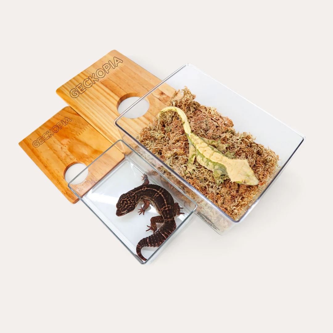 Geckopia Dig Box - Image 4