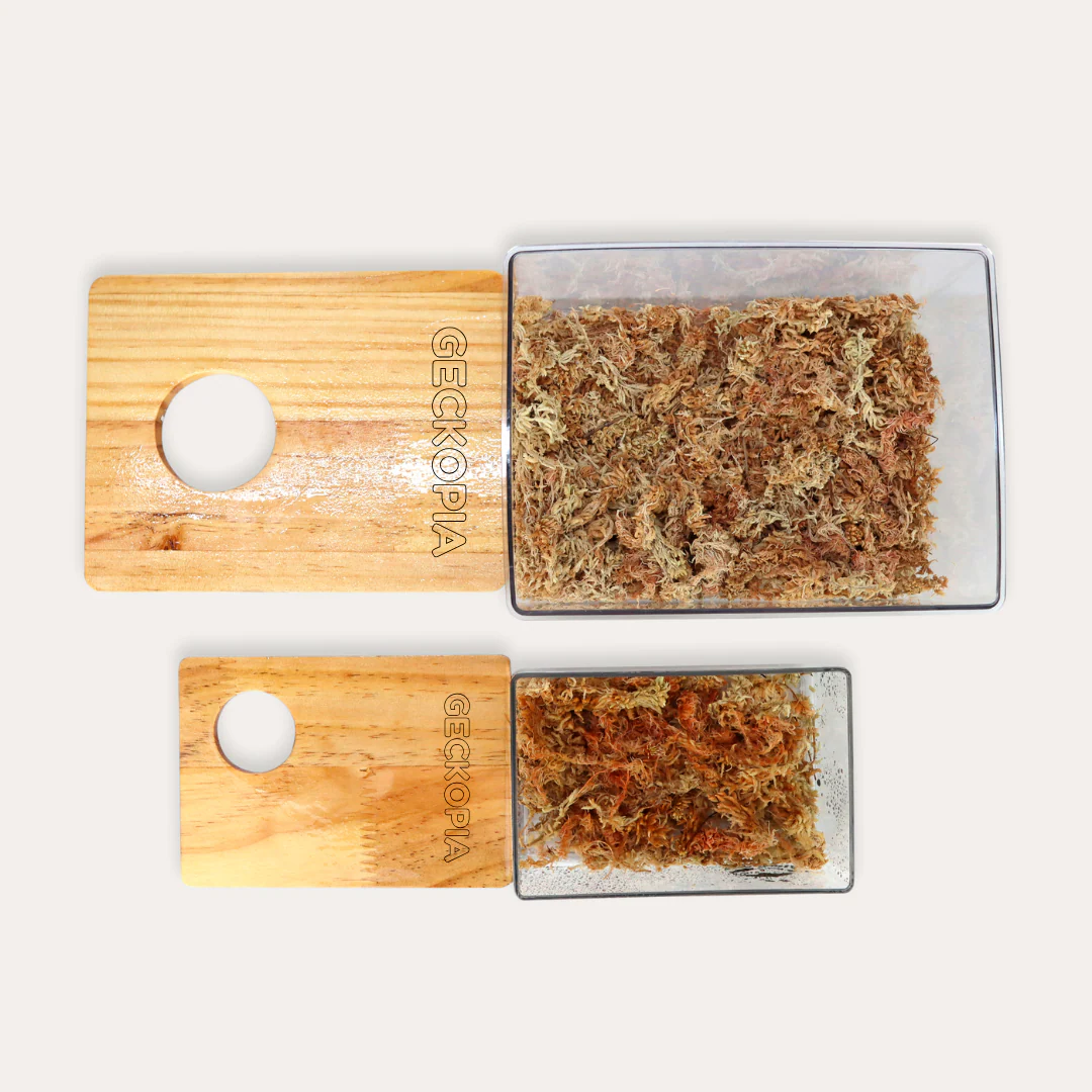 Geckopia Dig Box - Image 5