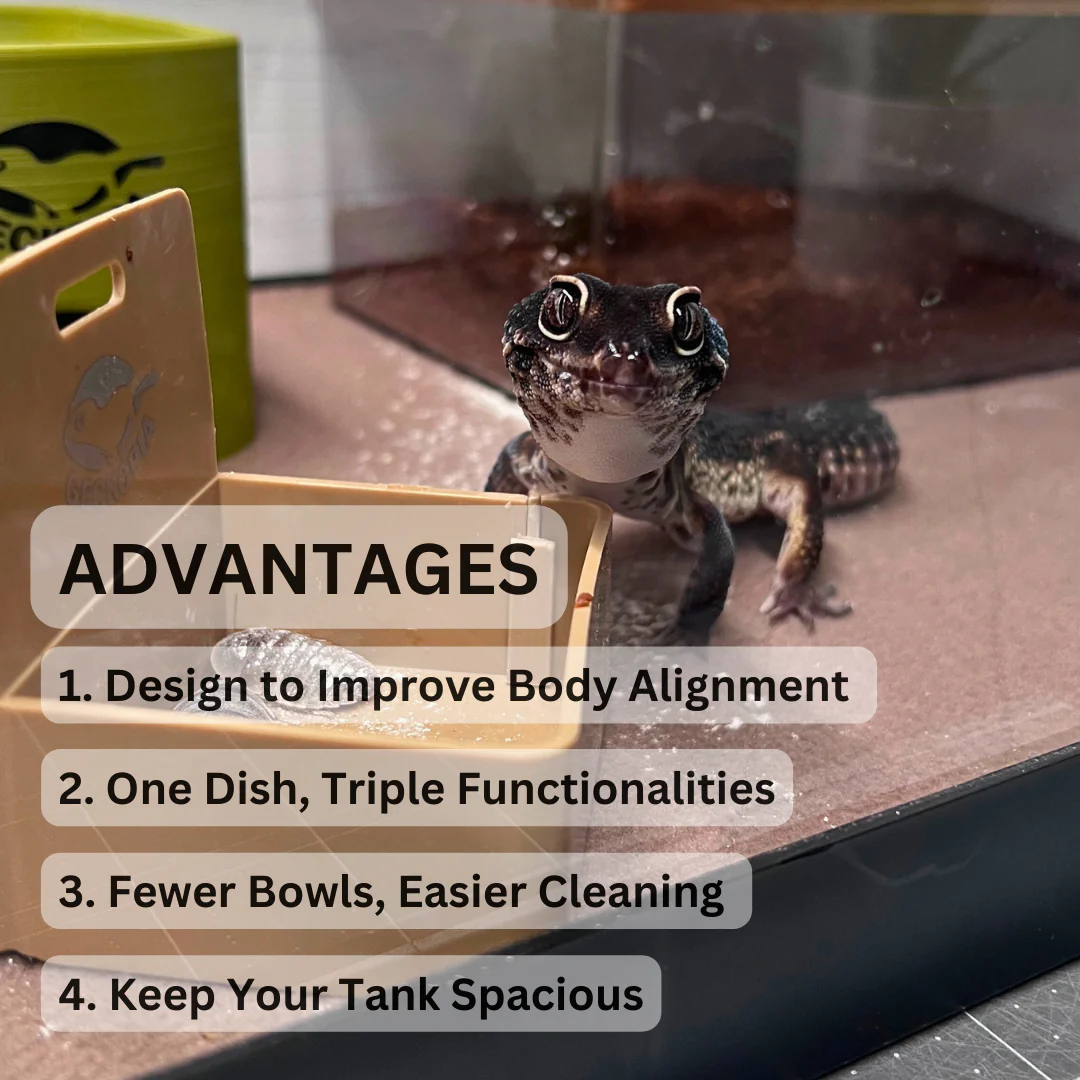 Reptile Triple Dish - Image 4