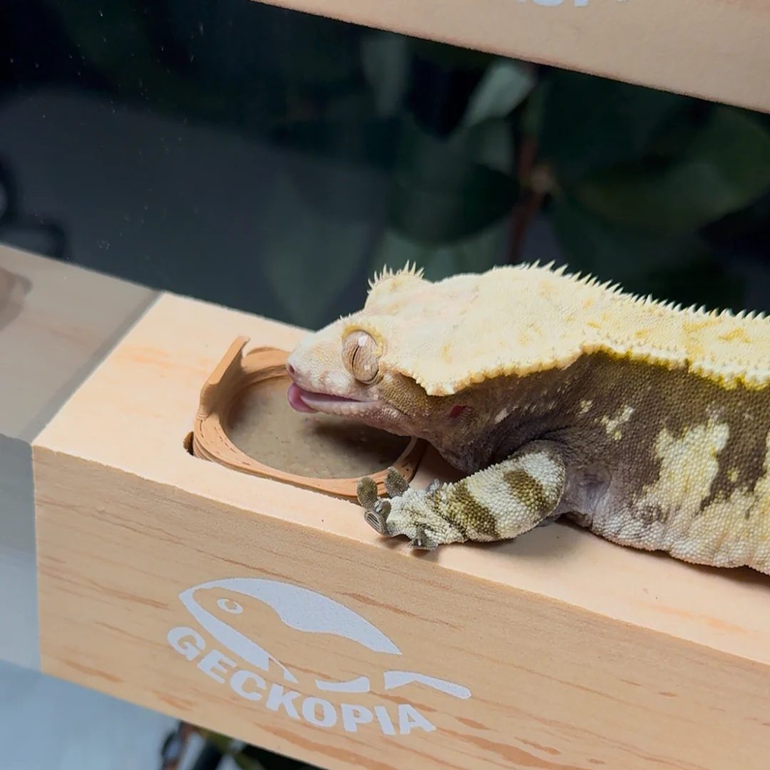 Flex Bridge - Image 7