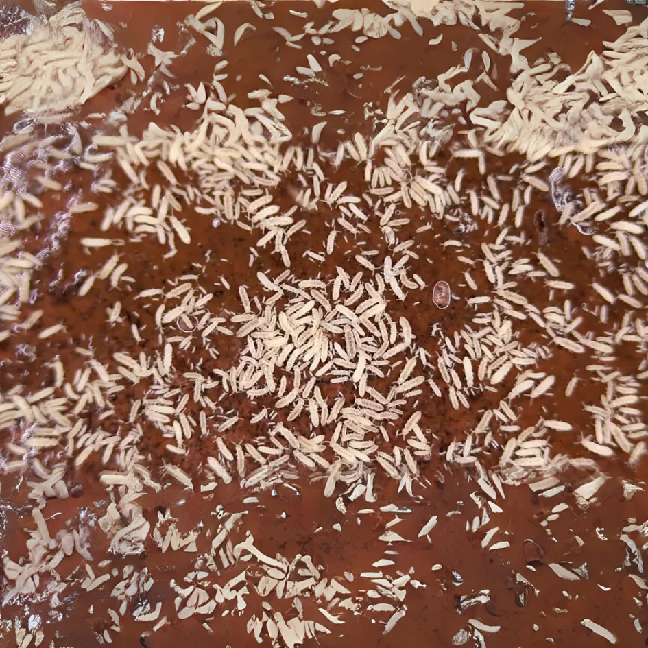 Springtails - 8oz Container - Image 3