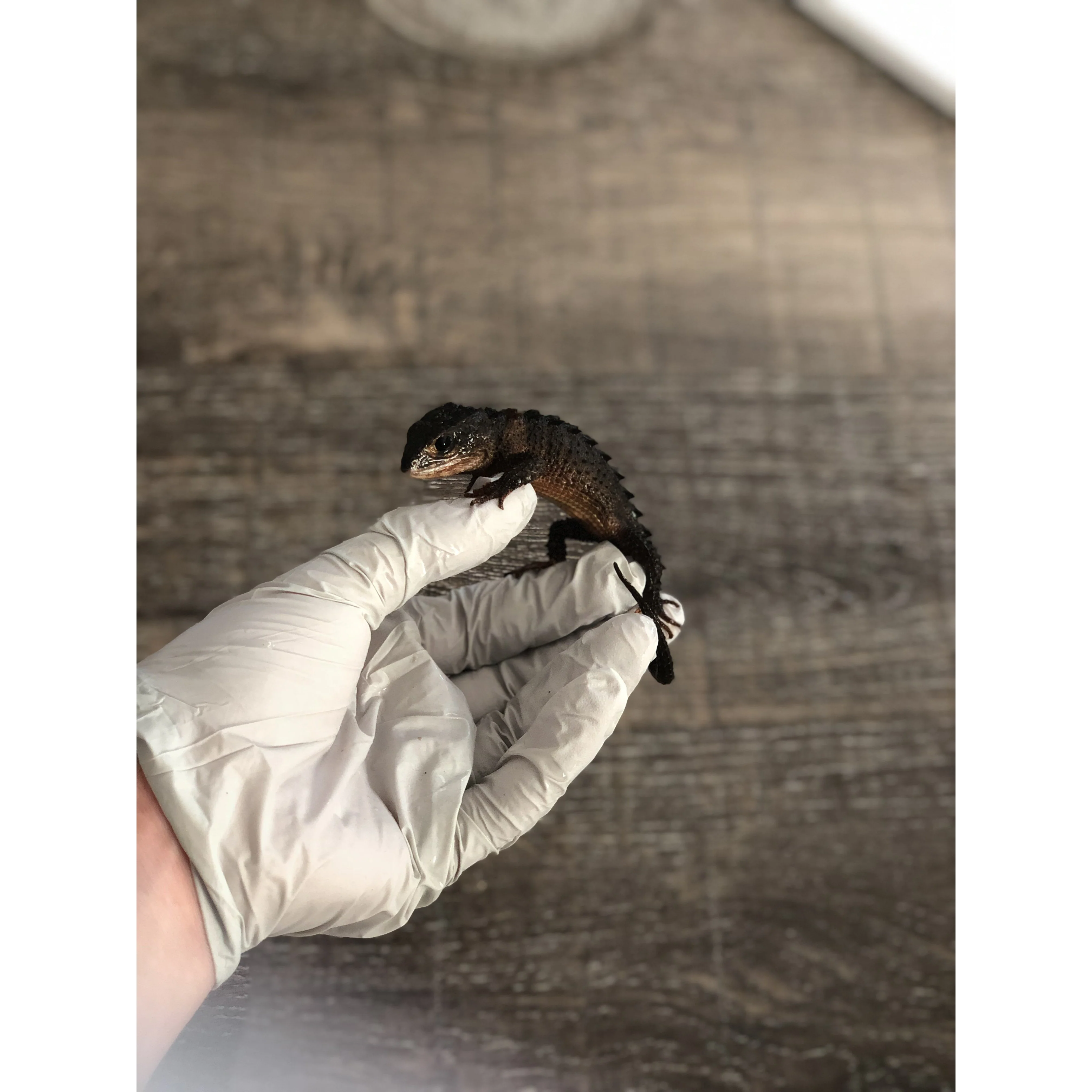 White Eyed Crocodile Skink - Image 3